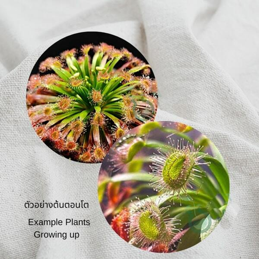 Росянка Drosera Fulva клон