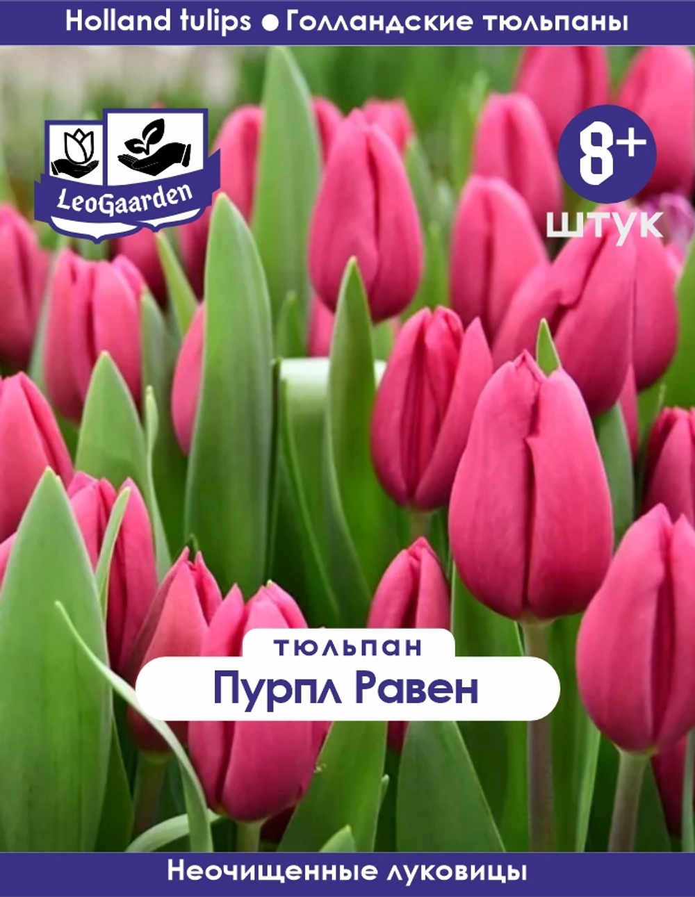 Тюльпан Луковица, Пурпл Равен,8+ шт