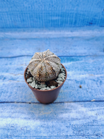 Astrophytum Asterias "Super Kabuto" (Астрофитум)