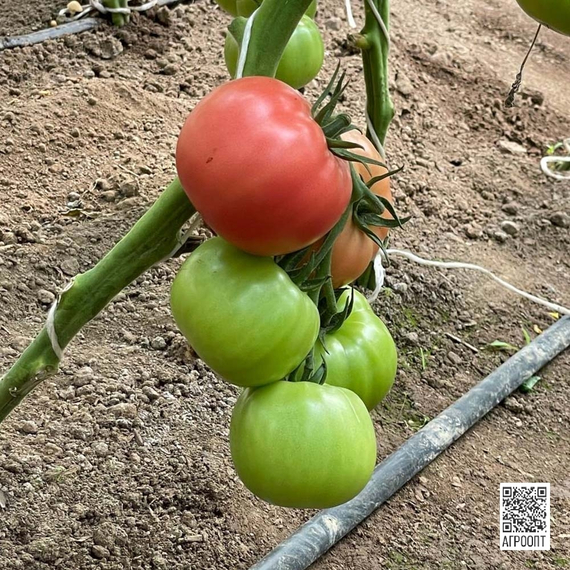 Мануза F1 семена томата индетерминантного (Rijk Zwaan / Райк Цваан) культура – фото 6