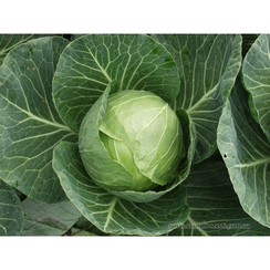 Сир F1 семена капусты белокочанной (Clause / Клос)