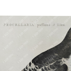 Зепп Ян Кристиан. Мэнский буревестник. Гравюра на меди, акварель. Амстердам. 1809 г.