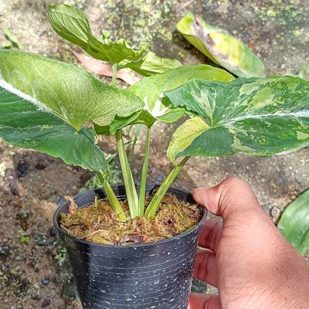 Сингониум SCRAMBLED EGGS/WENDLANDII VAR