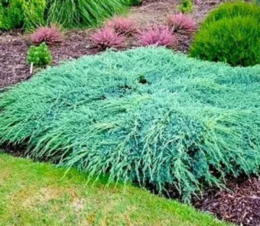 Можжевельник чешуйчатый Блю Карпет Р9 5см*20-30 см см Закупка М62 апрель-май 2026