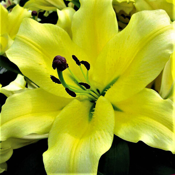 Лилия ОТ гибрид Барута