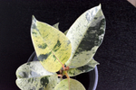 Фикус Шривериана / Ficus Schrijveriana