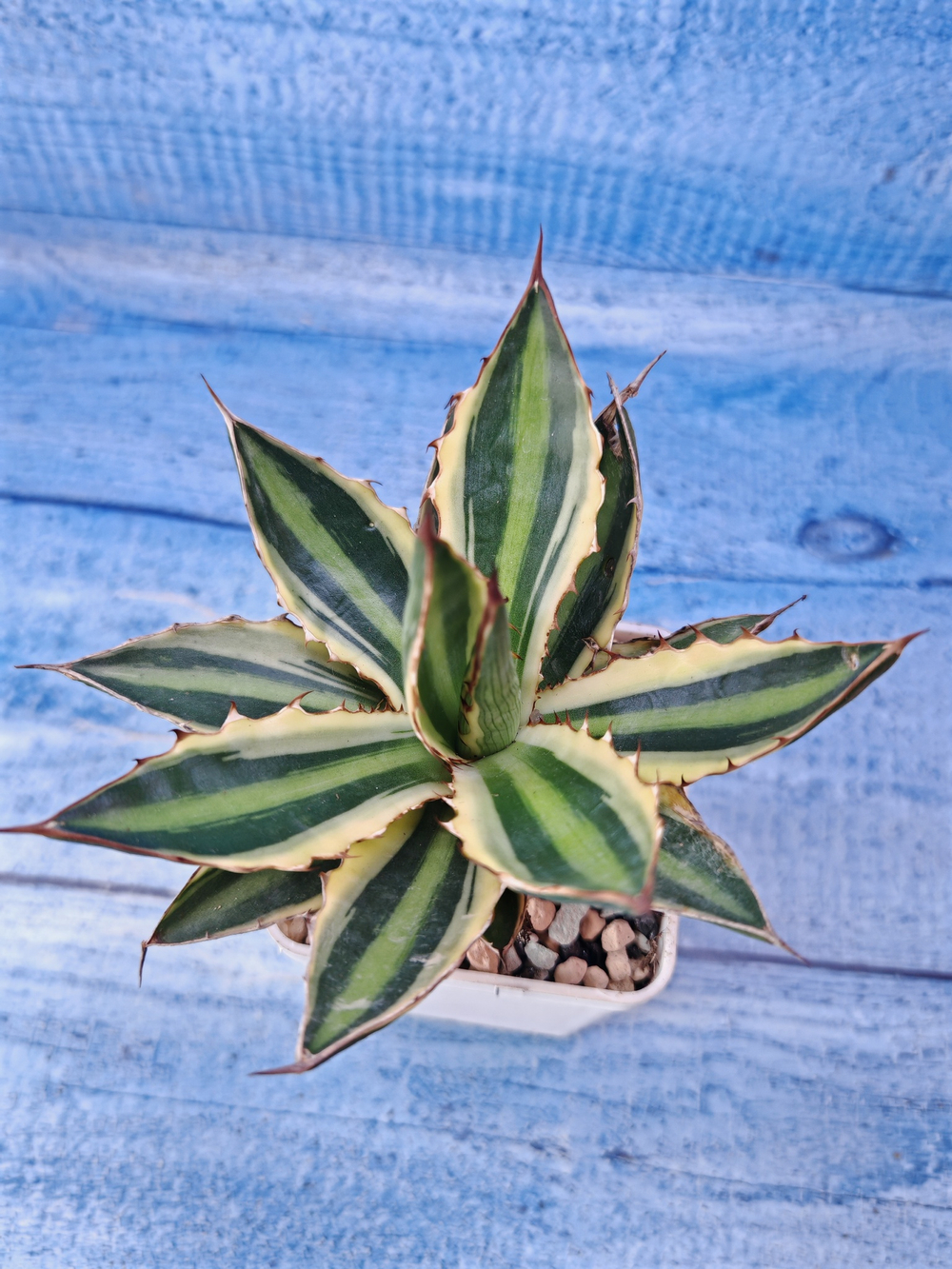 Agave Americana Mediopicta (Агава)