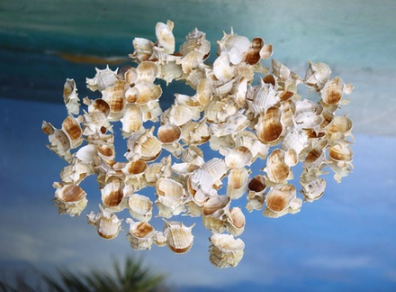 Спилы морских ракушек разные 100 гр. для декора