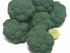 Атлантис F1 семена капусты брокколи (Takii / Таки)