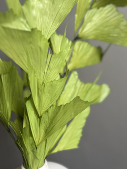 Кариота зеленая