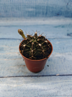 Gymnocalycium Friedrichii (Гимнокалициум)