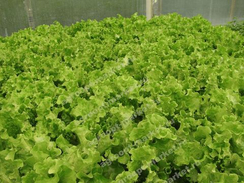 Орфей семена салата листового (Гавриш)