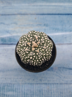 Astrophytum Asterias (Астрофитум)