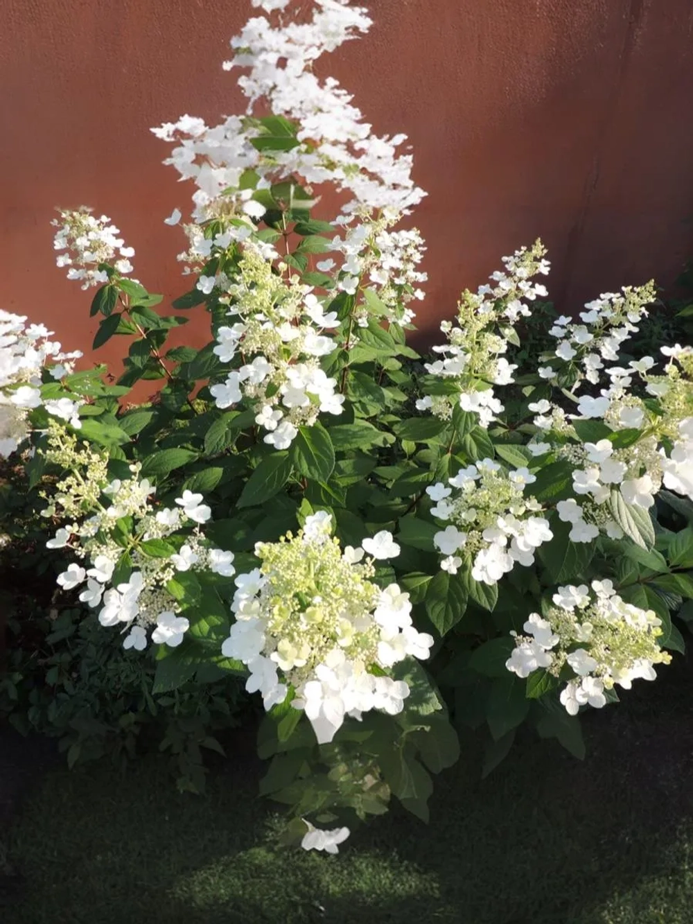 Гортензия метельчатая Киушу