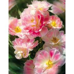 Соцветие 196x260 см