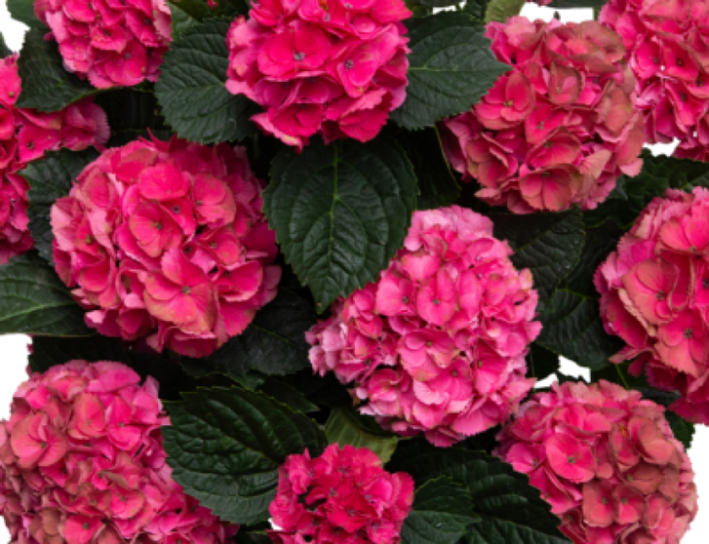 Vox Marble Pink (Вокс Марбл Пинк) Р14 Европа 2026