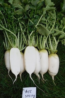 Дайкон Эйс Спринг 1г ВитаГрин ЭКСТРА