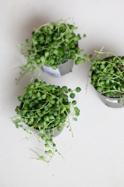 Крестовник Сенецио Роулеанус (6 см)