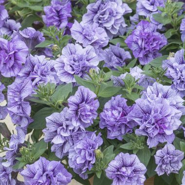 32413 ПЕТУНИЯ SUGAR VIOLETS