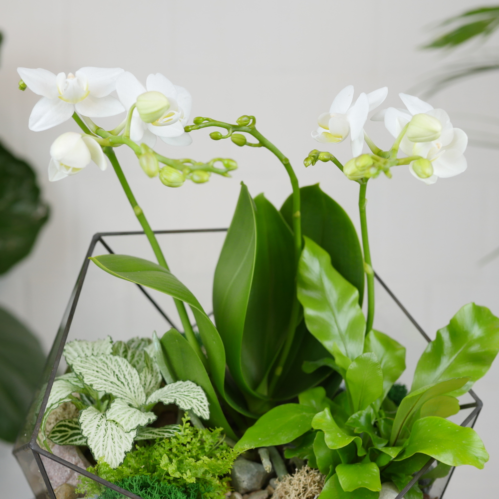 Готовый флорариум с белой орхидеей Икос L