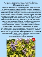 Сирень Аукубафолия пестролистная вариегатная золотистая