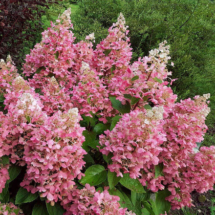 Гортензия метельчатая Пинки Винки PBR С2 20-30