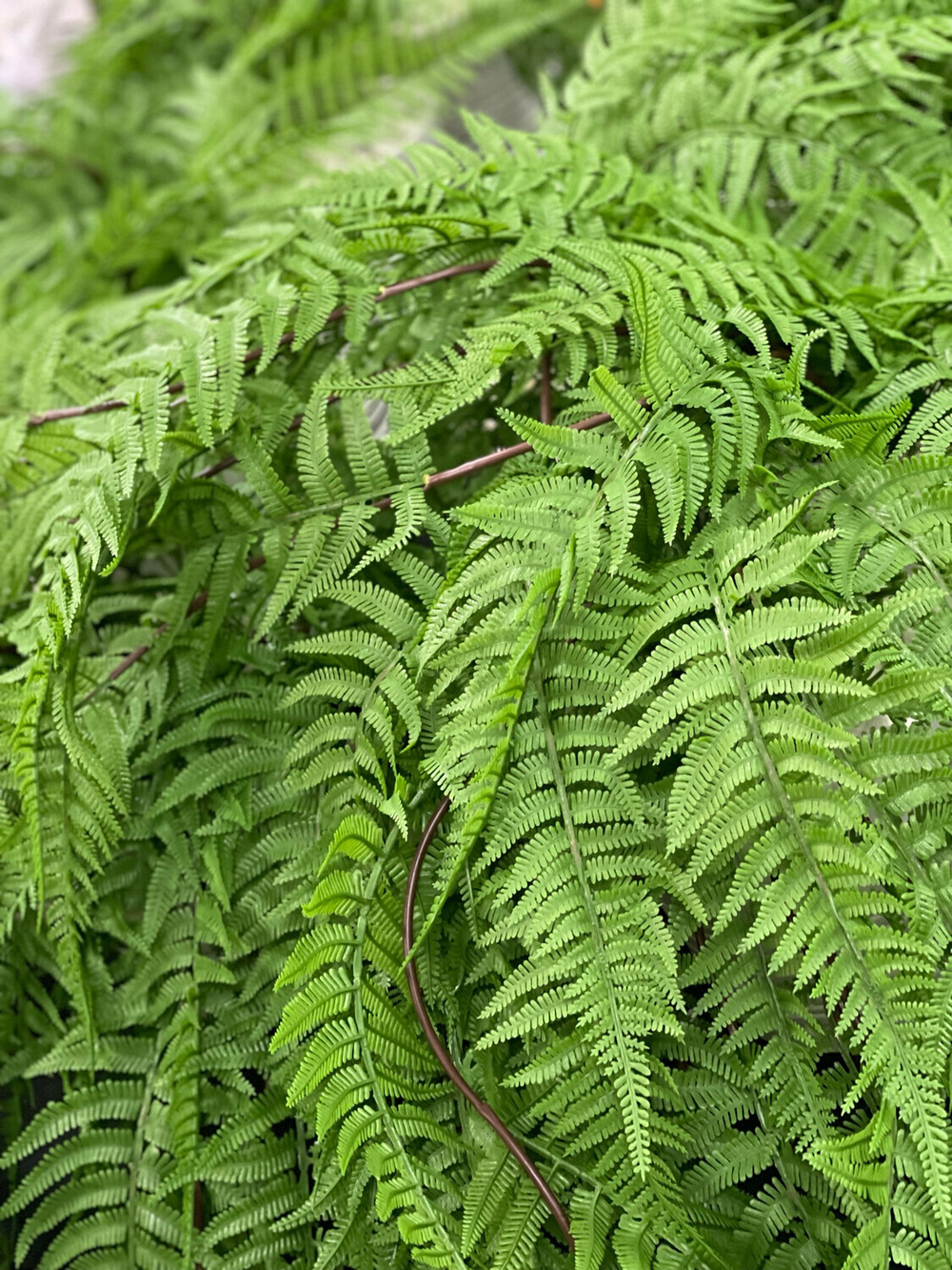 Папоротник чешуйчатые листья СМ 120см