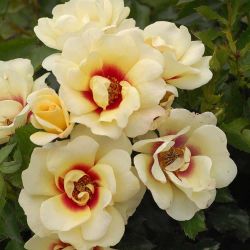 Глориос Бэбилон Айз ( Glorious Babylon Eyes)