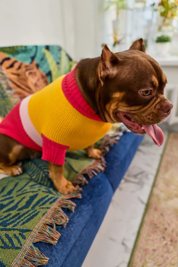 Для собачки