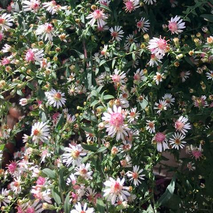Астра бокоцветная "Prince". Aster lateriflorus "Prince".