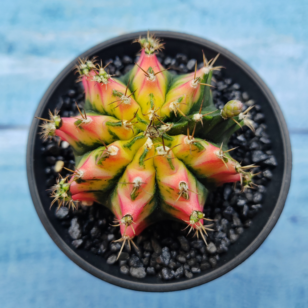Gymnocalycium Variegata (Гимнокалициум Вариегатный)