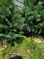Туя искусственная (Литая хвоя) от 0,6 м до 2,3 м