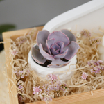 Подарочный бокс суккулент + свеча №4