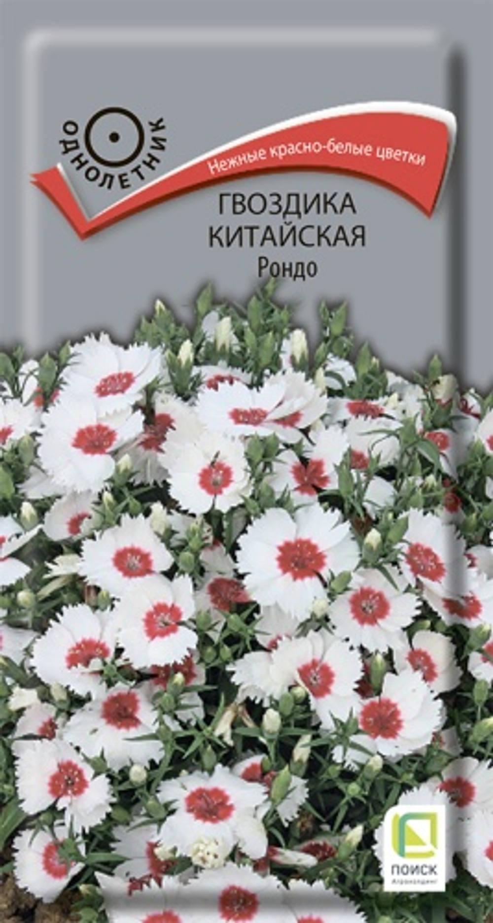 Гвоздика Китайская Рондо (Поиск)