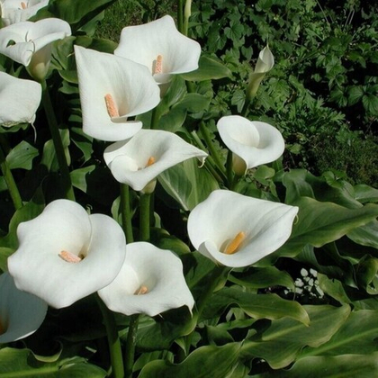 Калла Минт Джулеп