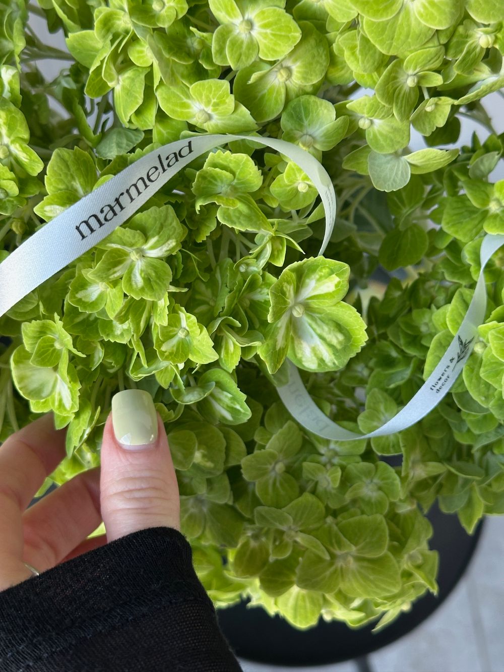 Гортензия в зеленом оттенке