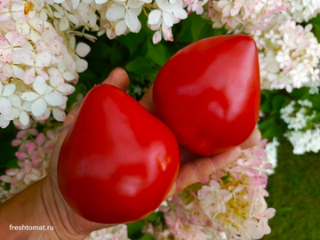 Фатер Рейн, «Отец Рейн» (Vater Rhein) сорт томата