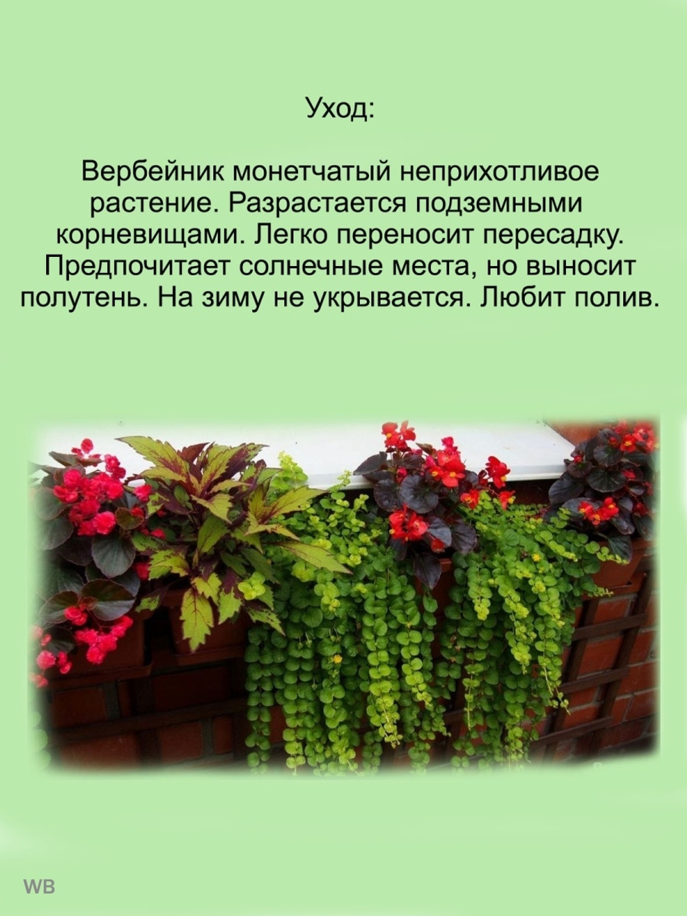Вербейник Лизимахия монетчатый изумрудный многолетний