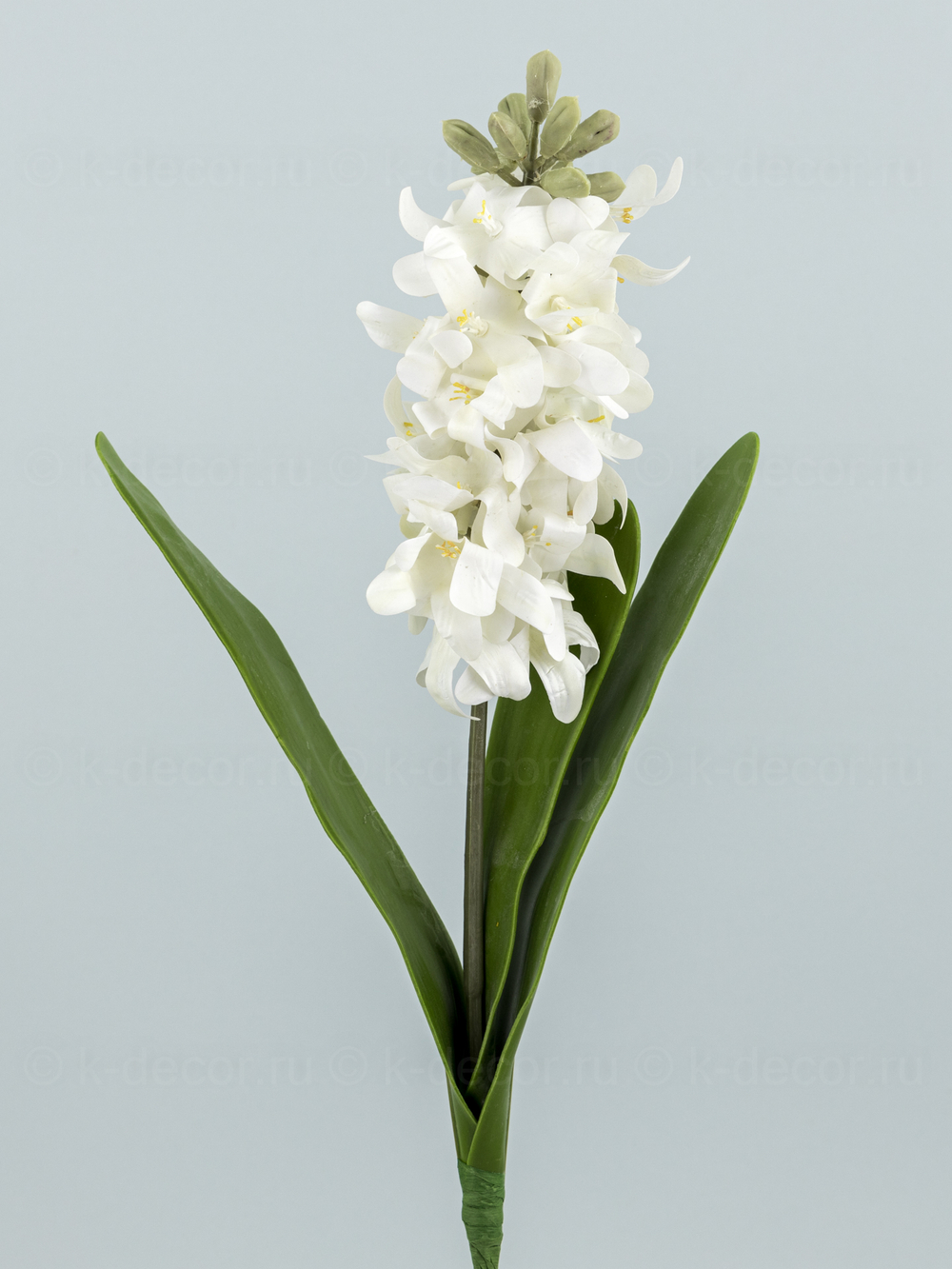 Гиацинт премиум