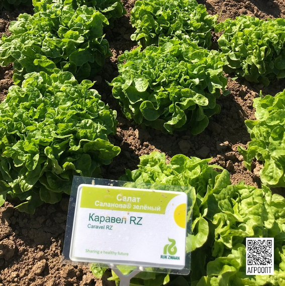 Каравел семена салата саланова – фото 5