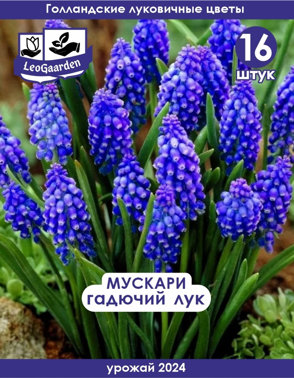 Мускари (Гадючий лук), 16 шт