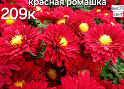 САЖЕНЦЫ ХРИЗАНТЕМЫ КОРЕЙСКАЯ № 209 КРАСНАЯ РОМАШКА