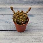 Gymnocalycium Friedrichii (Гимнокалициум)