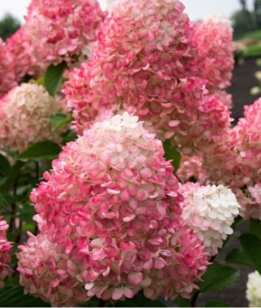 Гортензия метельчатая Пинк Энд Роуз (3/5 веток) Закупка М59 апрель 2026