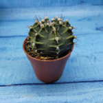 Gymnocalycium Friedrichii (Гимнокалициум)