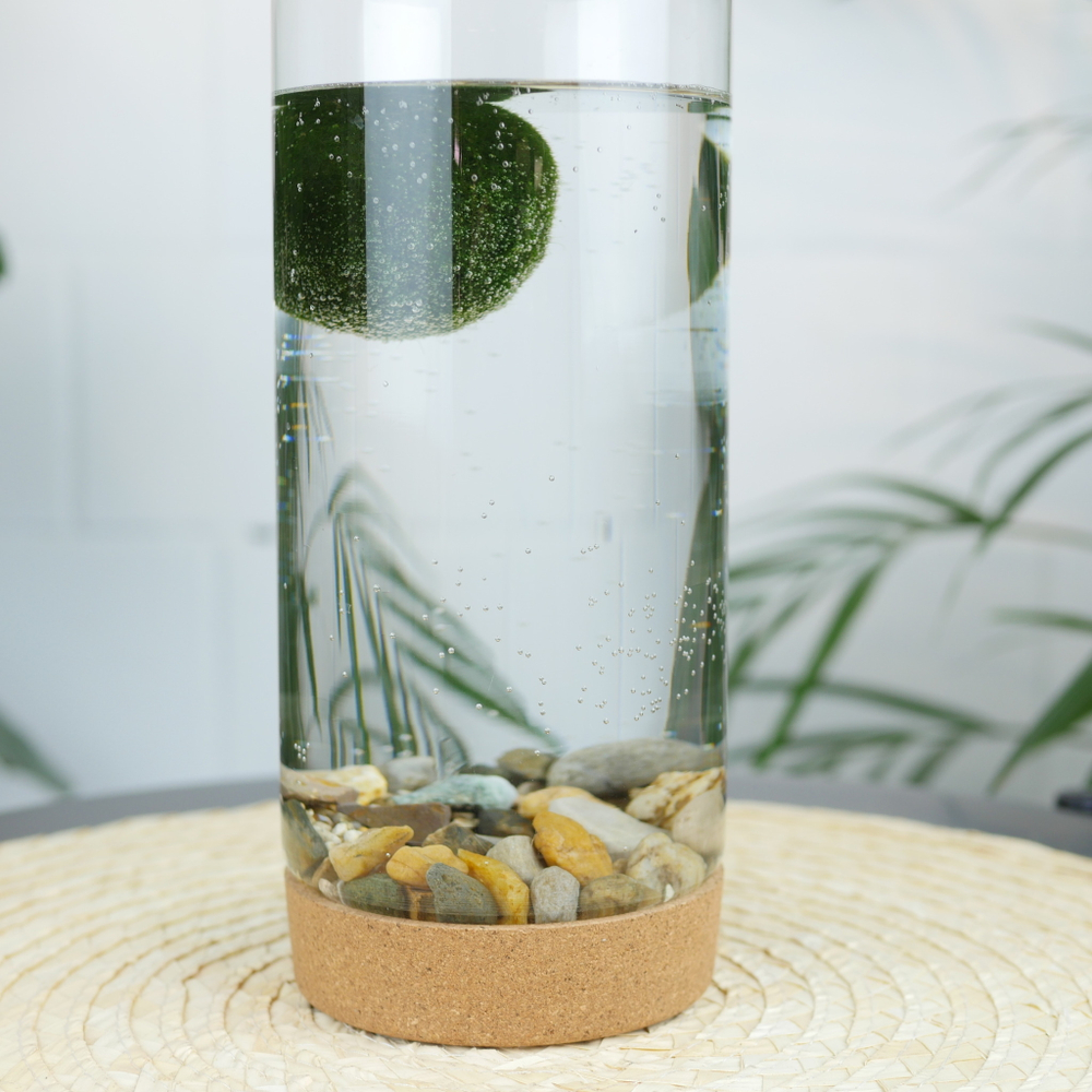 Маримо в колбе с шаром