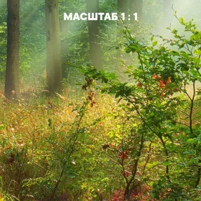 Фотообои на стену флизелиновые 3d 400х270 Лес Природа. 3д фото обои для кухни моющиеся виниловые, интерьерное покрытие 3d эффект в спальню, декор для дома