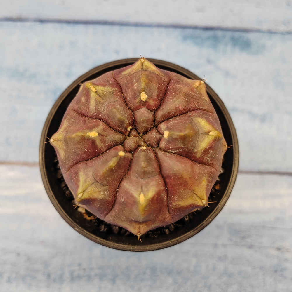 Gymnocalycium Daydream (Гимнокалициум)