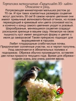 Гортензия XS-лайт метельчатая
