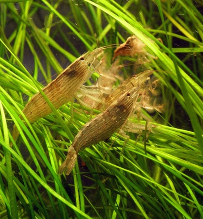 Фильтратор Банановый S